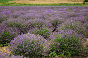 area of ​​lavender field, lavender bushes, purple flowers