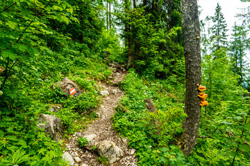 Fototapeta premium Wanderung durch die wunderschönen Berchtesgadener Alpen zum Watzmann - Berchtesgaden - Bayern - Deutschland
