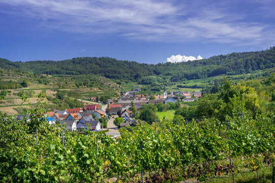 View over the Vineyards of Bickensohl In The Imperial Chair. Kaiserstuhl, Breisgau, Black Forest, Baden-Wuerttemberg, Germany