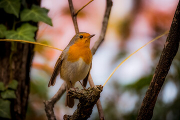 Robin Bird, Pettirosso, Bird