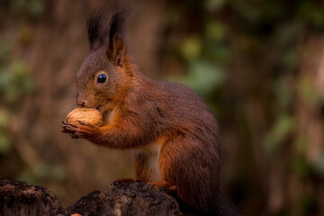 Red Squirel in the woods, scoiato rosso 