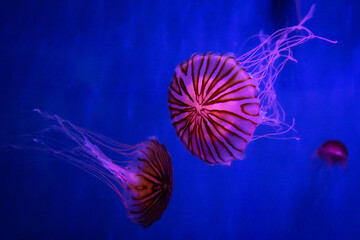 Jellyfish, meduse, Genova, Italy