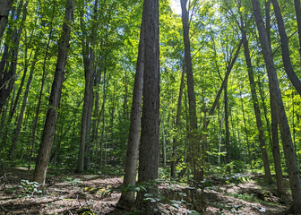 Obraz premium trees in the woods