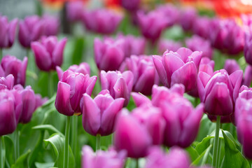 tulips in the garden 