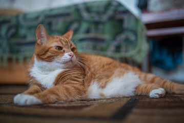 Portrait of a beautiful domestic red cat.
