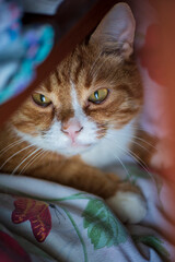 Naklejka premium Portrait of a beautiful domestic red cat.