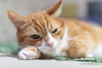 Portrait of a beautiful domestic red cat.