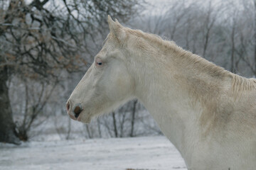 Young white horse in winter snow on Texas farm.