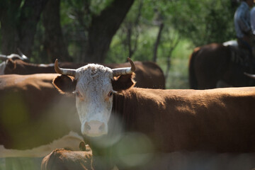 Horned Hereford beef cow herd on Texas ranch closeup during cattle works in summer.