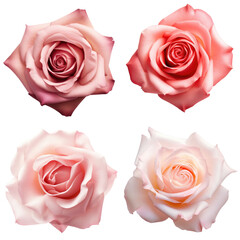 Collection of beautiful rose isolated on white background