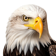 Fototapeta premium a Bald Eagle portrait, 3/4 view, in a PNG, in a Patriotic-themed, isolated, and transparent photorealistic illustration. Generative ai