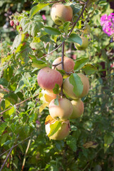 Ripe apples on tree ready to be harvested.