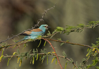 Eurasian roller perched on a tree at Hamala, Bahrain