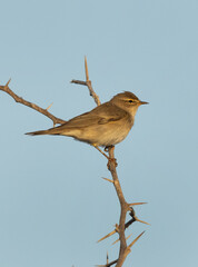 Common Chiffchaff perched on acacia tree, Bahrain