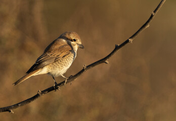 Isaballine shrike perched on twig, Bahrain