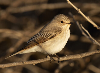 Closeup of a Spotted Flycatcher perched on a twig, Bahrain