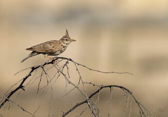 Crested Lark at perched on bush, Bahrain