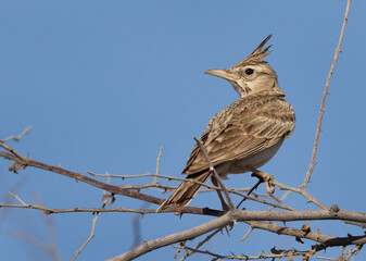 Crested Lark at perched on bush, Bahrain
