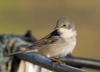 Common whitethroat perched on a cable, Bahrain