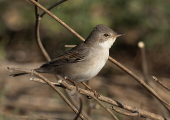 Portrait of a Common whitethroat perched on bush, Bahrain