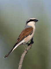 Portrait of a Red-backed shrike perched on green, Bahrain