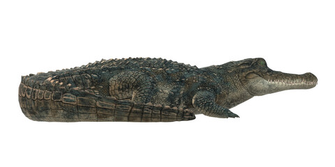 Naklejka premium Alligator isolated on a Transparent Background