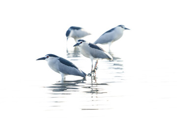 Highkey image of Black-crowned Night herons at Tubli bay, Bahrain