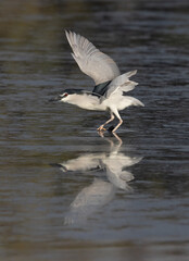Black-crowned Night heron takeoff at Tubli bay, Bahrain