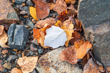 White Leave Lying on the Stones next to Yellowed Autumn Leaves