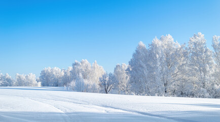 Snow Trees on the Edge of the Forest at Sunny Winter Day
