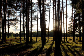 Obraz premium Summer forest with tall fir trees and bright sun.