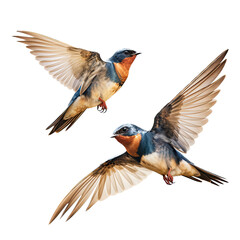 two Barn Swallows in-flight in a Nature-themed, photorealistic illustration in a transparent PNG, cutout, and isolated. Generative ai