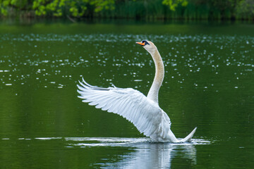 Tanzender Schwan im grünen Wasser