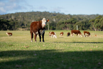 Fototapeta na wymiar hereford cows in australia in a paddock grazing on grass