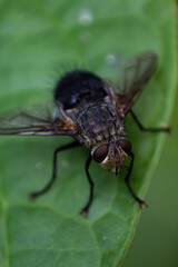 A fly in a leaf
