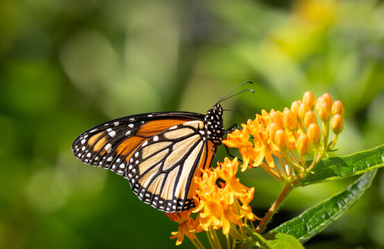 Beautiful monarch butterfly gathering nectar from orange butterfly weed flowers