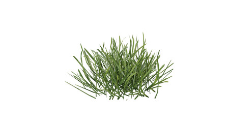 Bunches of grass on a transparent background. 3D rendering.	

