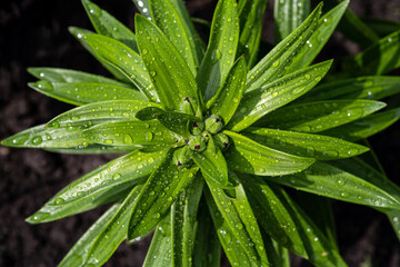 Lily plant with buds in drops after rain on a natural  background.