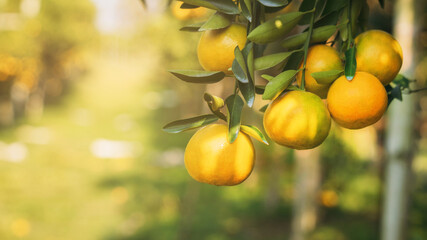 Close up Oranges from Lush Citrus Grove. Worker Gathering Ripe Citrus Fruits in Sunlit. harvesting oranges in an tree field.