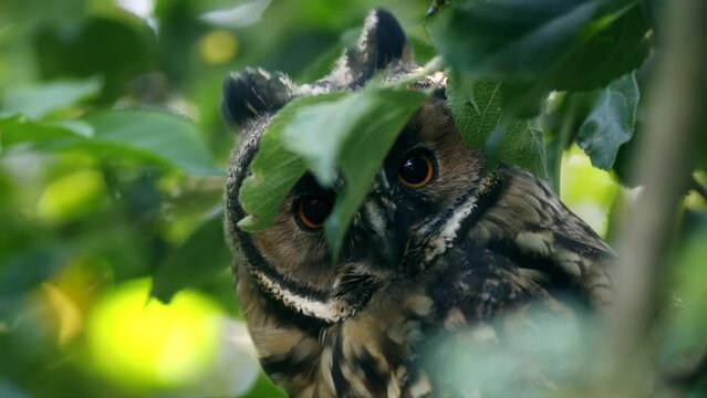 Close up detail of long eared owl (Asio otus) gaze by big eyes hiding in dense branch deep in crown. Wildlife tranquil portrait footage of bird in natural habitat background.