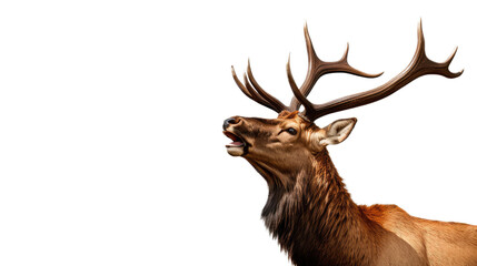 Naklejka premium a bull elk bugling in a 3/4 view, in an isolated and transparent PNG in a Wildlife-themed, photorealistic illustration. Generative ai