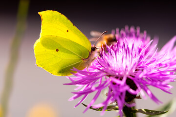 Brimstone (Gonepteryx rhamni), butterfly in the family Pieridae. Macro close up of colorful insect...