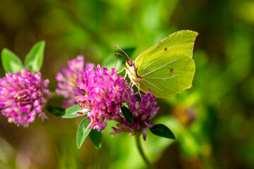 Brimstone (Gonepteryx rhamni), butterfly in the family Pieridae. Macro close up of colorful insect...