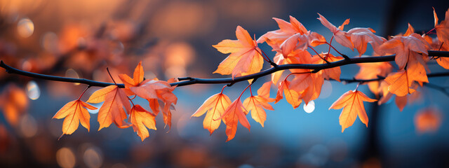 autumn leaf on bokeh background
