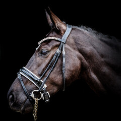 Black horse head with white spot on black background