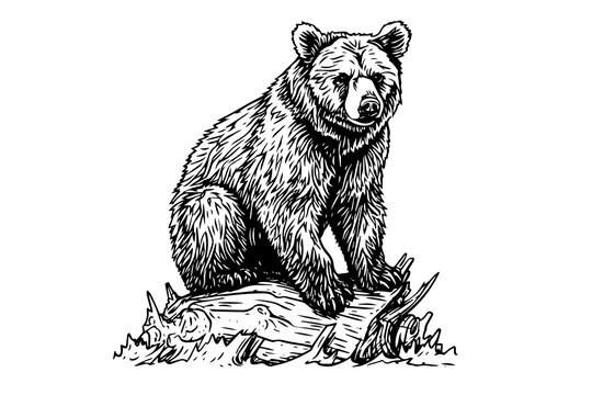 Ink hand drawing sketch bear bear sitting on a log. Vector Illustration in engraving style.