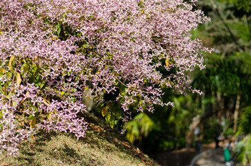 pink flower in field in garden with blurry background and hard sunlight for horizontal floral poster. Close up flowers blooming on softness style in spring summer under sunrise