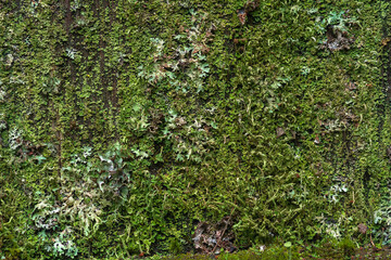 background, texture - surface completely covered with lichens and moss