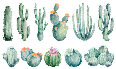 Watercolor illustration of cacti isolated on white background. Floral illustrations for your projects, greeting cards and invitations. - obrazy, fototapety, plakaty
