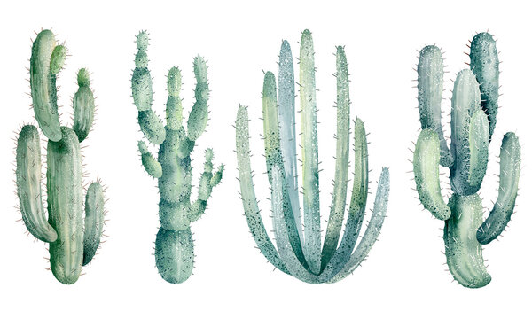 Watercolor illustration of cacti isolated on white background. Floral illustrations for your projects, greeting cards and invitations.